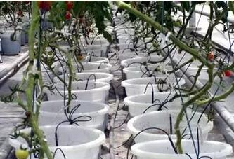 無土栽培,無土栽培技術(shù),無土栽培設(shè)備