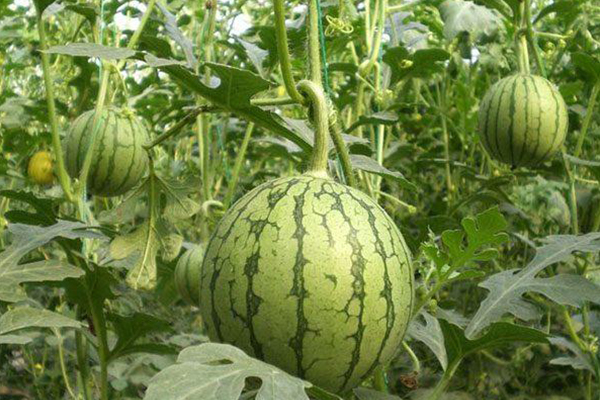 無土栽培，無土栽培技術，無土栽培設備