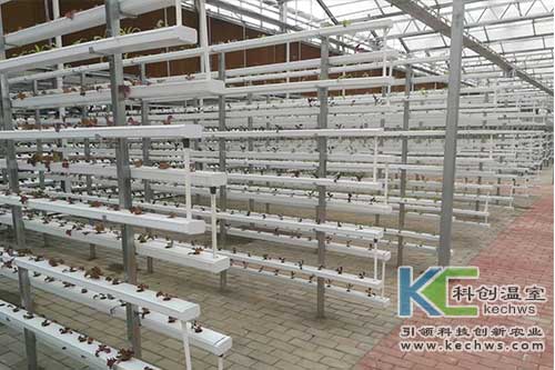 無土栽培技術,基質栽培,水培