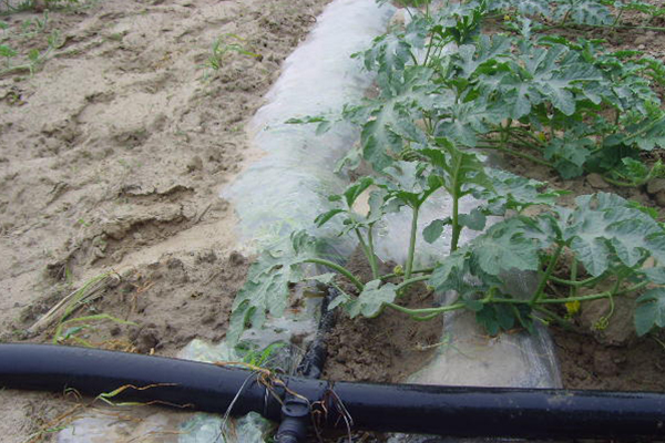 無土栽培，無土栽培技術，無土栽培設備