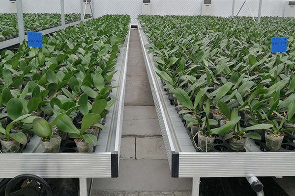 無土栽培，無土栽培技術，無土栽培設備