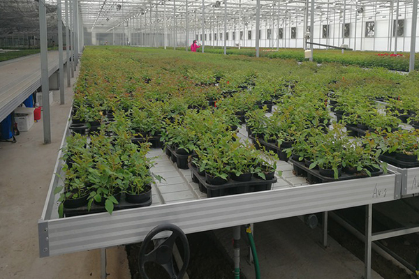 無土栽培，無土栽培技術，無土栽培設備