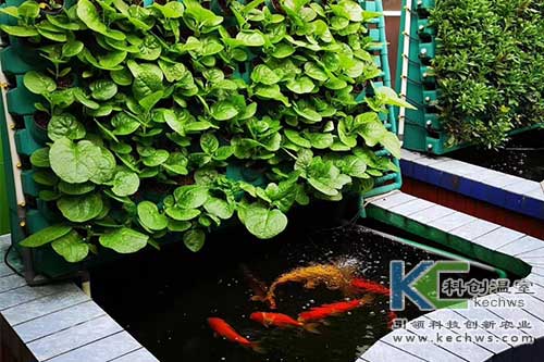 魚菜共生,無(wú)土栽培