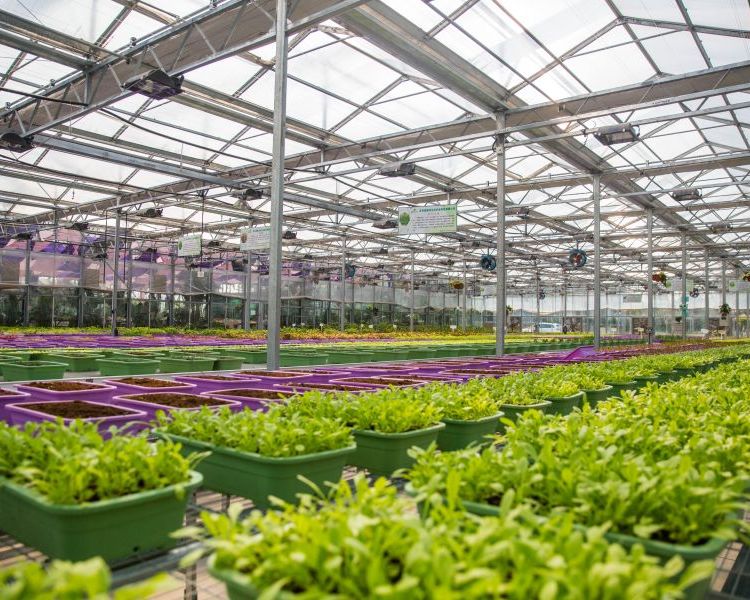 無土栽培，無土栽培技術，無土栽培設備