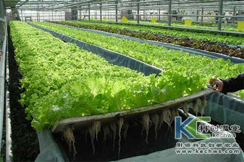 無土栽培，無土栽培技術，無土栽培設備