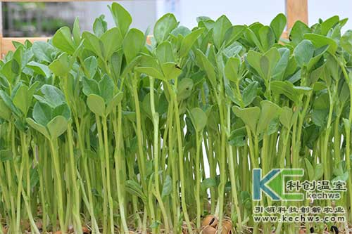 無土栽培，無土栽培技術，無土栽培設備