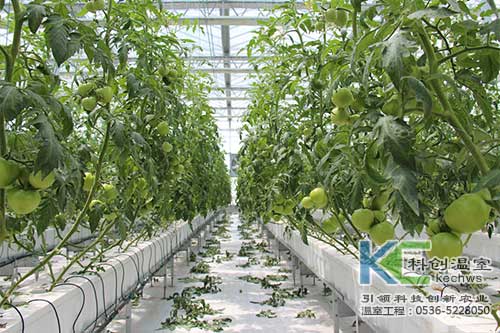 無土栽培,無土栽培技術,基質栽培