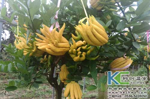 無土栽培，無土栽培技術(shù)，無土栽培設(shè)備