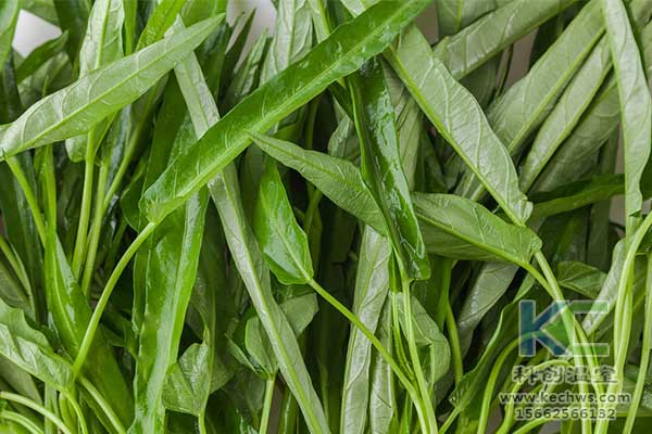 無土栽培，無土栽培技術(shù)，無土栽培設(shè)備