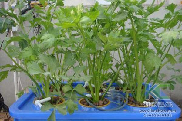 無(wú)土栽培，無(wú)土栽培技術(shù)，無(wú)土栽培設(shè)備
