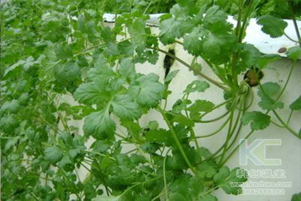 無土栽培，無土栽培技術