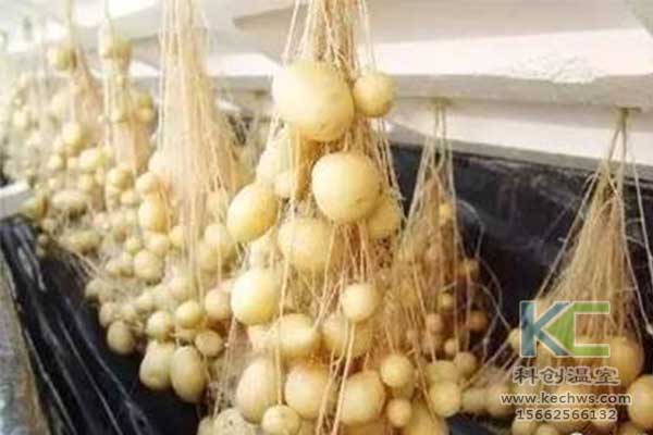 無土栽培，無土栽培技術(shù)，無土栽培設(shè)備