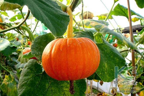 無土栽培，無土栽培技術，無土栽培設備