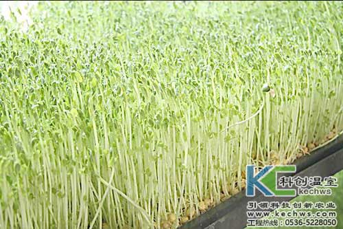 無土栽培，無土栽培技術，無土栽培設備