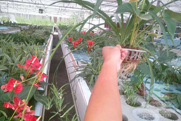 無(wú)土栽培，無(wú)土栽培技術(shù)