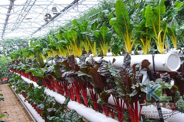 無土栽培，無土栽培技術，無土栽培設備