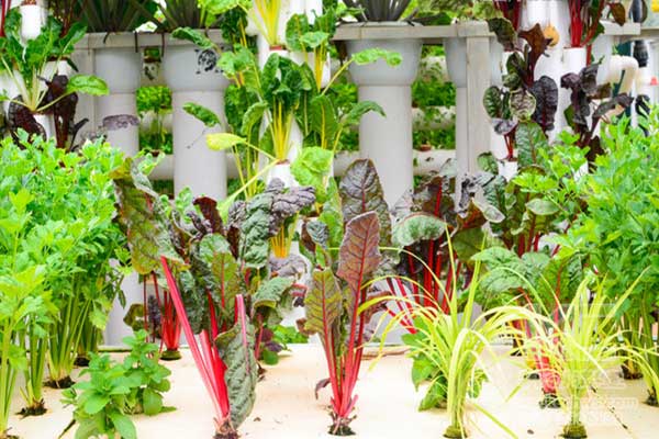 無土栽培，無土栽培技術，無土栽培設備