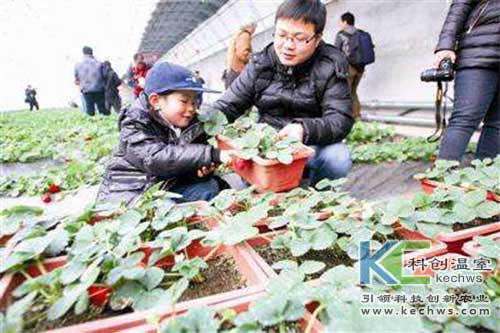 無土栽培，無土栽培技術(shù)，無土栽培設(shè)備