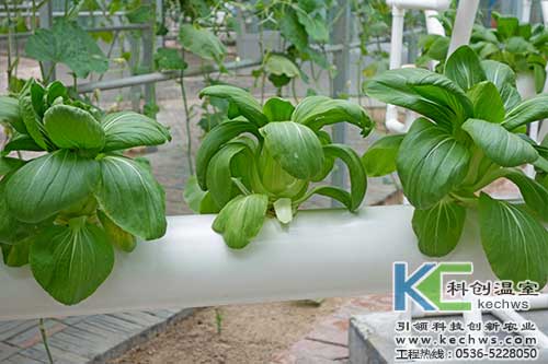 無(wú)土栽培，無(wú)土栽培技術(shù)，無(wú)土栽培設(shè)備