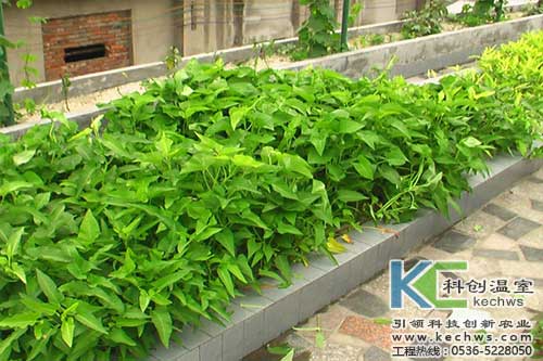 無(wú)土栽培，無(wú)土栽培技術(shù)，無(wú)土栽培設(shè)備