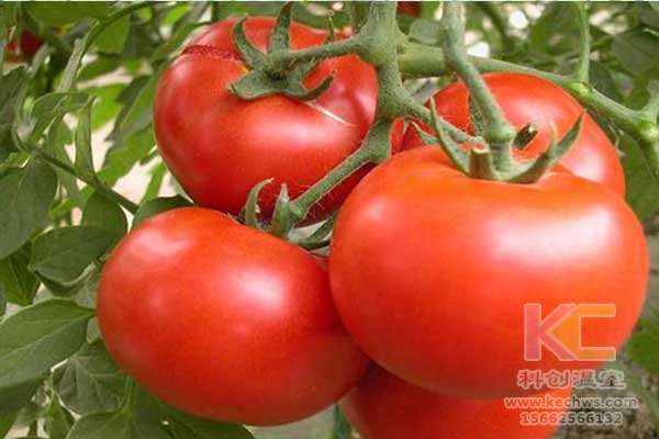 無土栽培，無土栽培技術，無土栽培設備