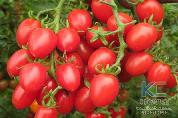 無土栽培，無土栽培技術，無土栽培設備