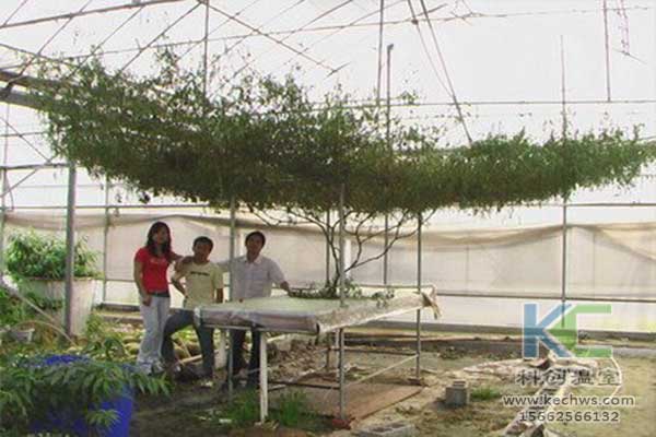 無土栽培，無土栽培技術(shù)，無土栽培設(shè)備
