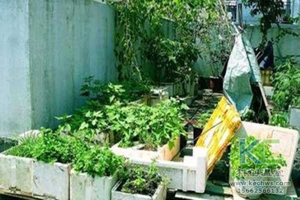 無土栽培，無土栽培技術(shù)，無土栽培設(shè)備