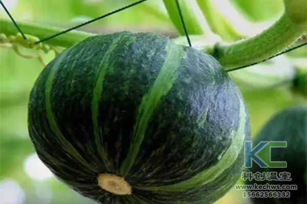 無土栽培，無土栽培技術，無土栽培設備