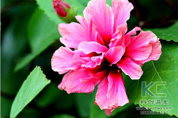 無土栽培，無土栽培技術，無土栽培設備