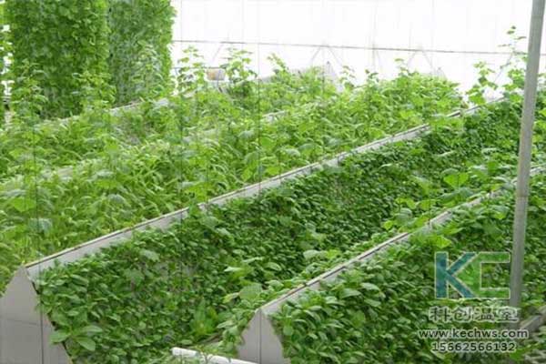 無(wú)土栽培，無(wú)土栽培技術(shù)，無(wú)土栽培設(shè)備