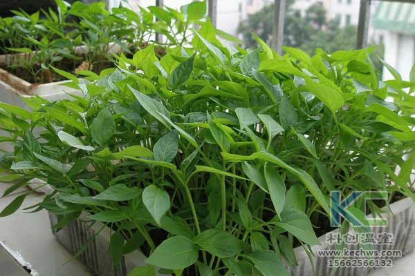 無土栽培，無土栽培技術(shù)，無土栽培設(shè)備