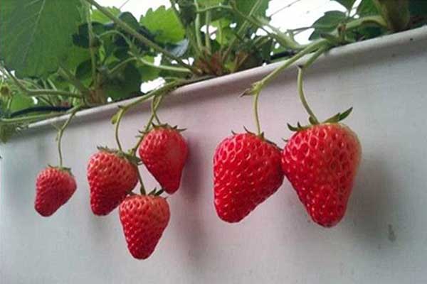 無土栽培，無土栽培技術(shù)，無土栽培設(shè)備