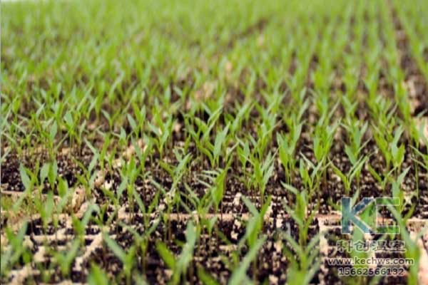 無(wú)土栽培，無(wú)土栽培技術(shù)