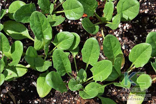 無土栽培，無土栽培技術，無土栽培設備