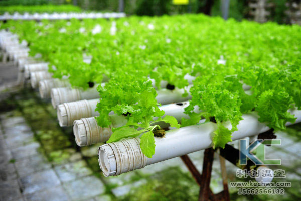 無土栽培，無土栽培技術，無土栽培設備