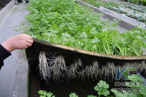 無土栽培，無土栽培技術(shù)，無土栽培設(shè)備