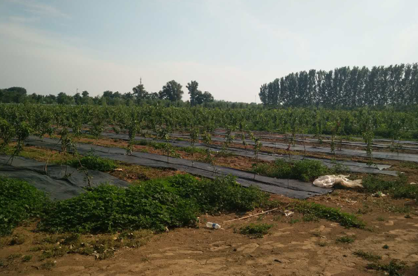 無土栽培，無土栽培技術，無土栽培設備