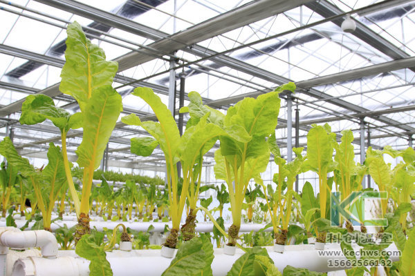 無(wú)土栽培，無(wú)土栽培技術(shù)，無(wú)土栽培設(shè)備