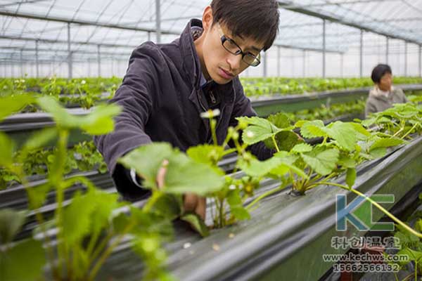無土栽培技術，無土栽培設備，魚菜共生，溫室大棚
