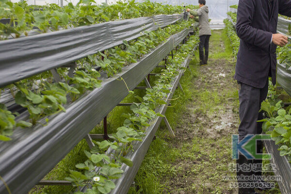 蔬菜無土栽培，無土栽培技術(shù)，無土栽培設(shè)備，無土栽培