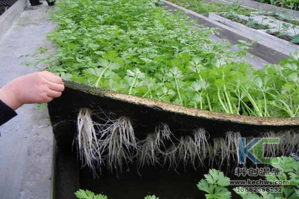 無土栽培技術，無土栽培設備，無土栽培，溫室大棚
