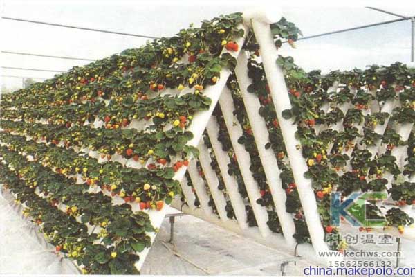 無土栽培，無土栽培技術(shù)，無土栽培設(shè)備，蔬菜栽培