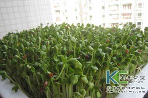 無土栽培，無土栽培技術，無土栽培設備