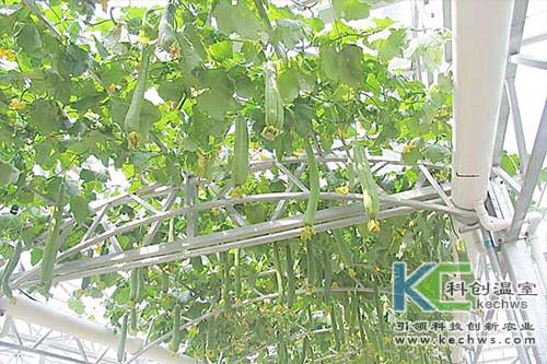 無(wú)土栽培,無(wú)土栽培技術(shù),絲瓜