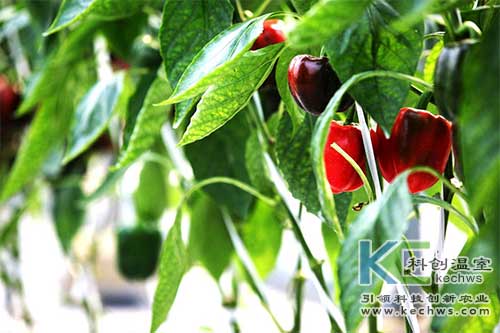 無土栽培，無土栽培技術，無土栽培設備