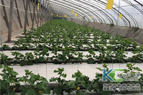 無土栽培，無土栽培技術(shù)，無土栽培設(shè)備