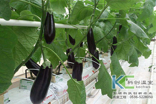 無土栽培，無土栽培技術(shù)，無土栽培設(shè)備