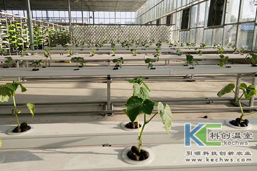 無土栽培,基質栽培,水培
