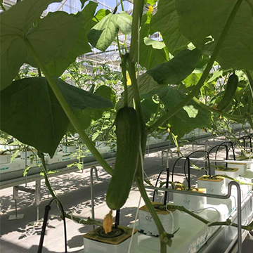 無土栽培，無土栽培技術(shù)，無土栽培設(shè)備